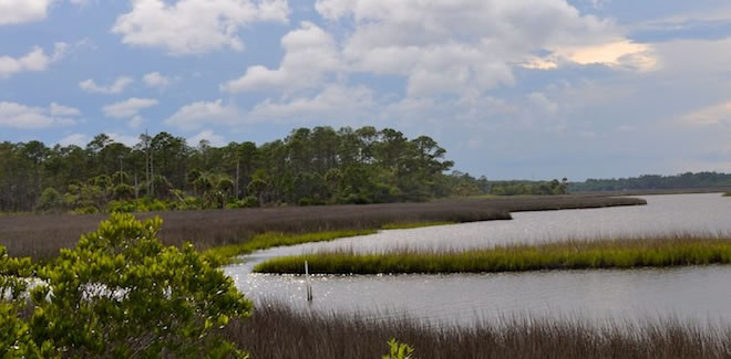 Unspoiled nature in den state parks in Florida