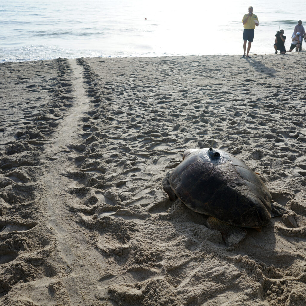 Sea Turtle Nesting Season 2026